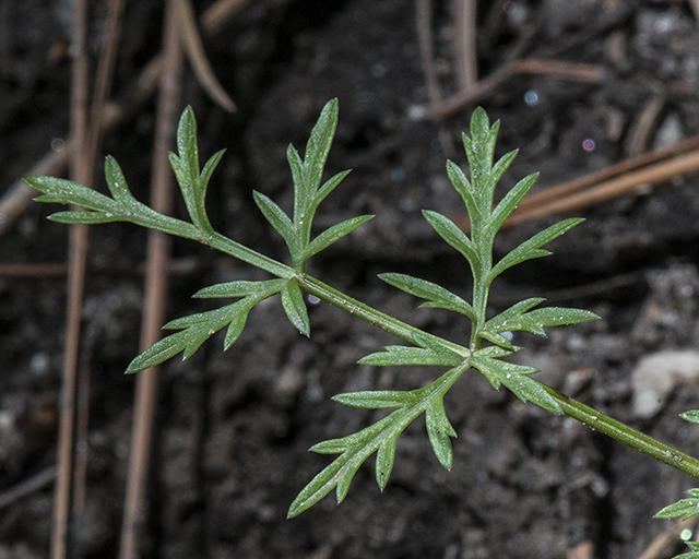 Mountain Parsley Leaves
