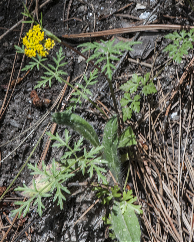 Mountain Parsley Plant