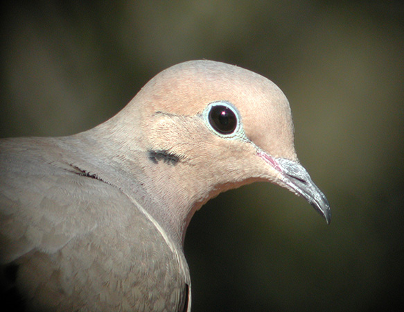 Mourning Dove