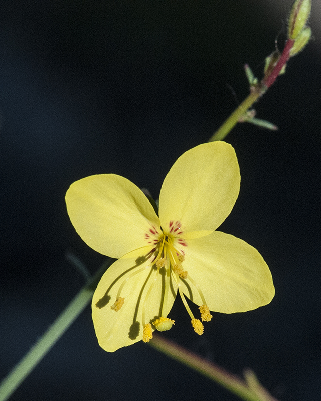 Mustard Evening Primrose Flower