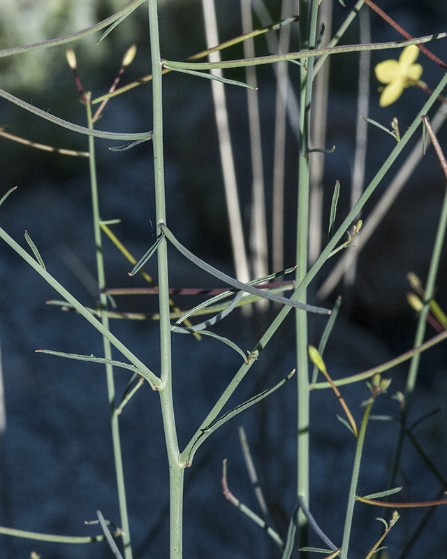 Mustard Evening Primrose Leaves