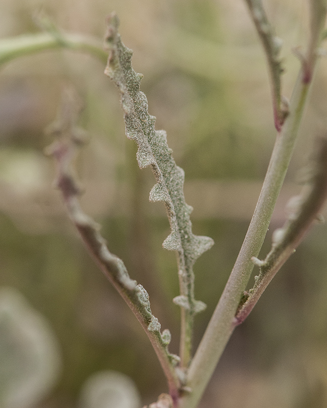 Mustard Evening Primrose Leaves