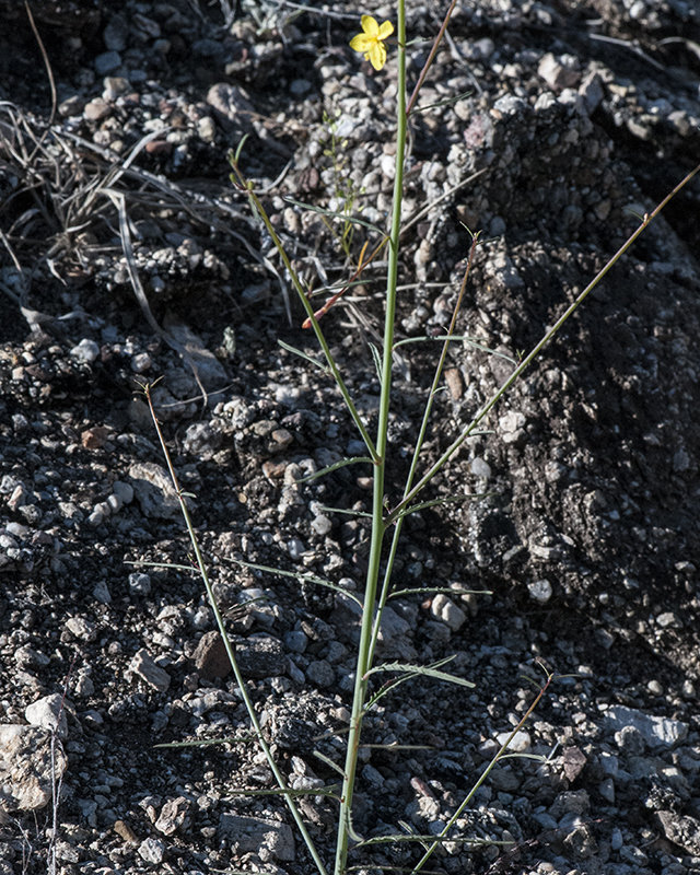 Mustard Evening Primrose Plant