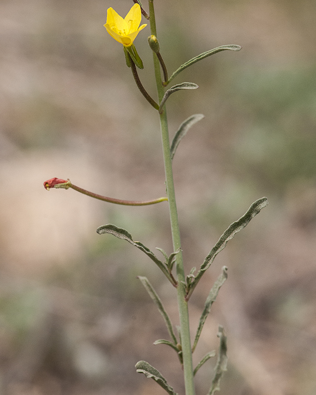 Mustard Evening Primrose Stem