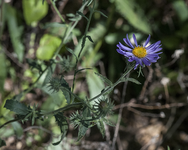 Narrow-leaf Aster Leaves