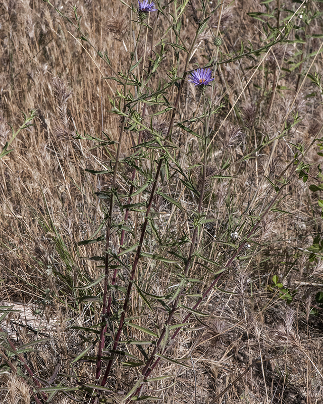 Narrow-leaf Aster Plant