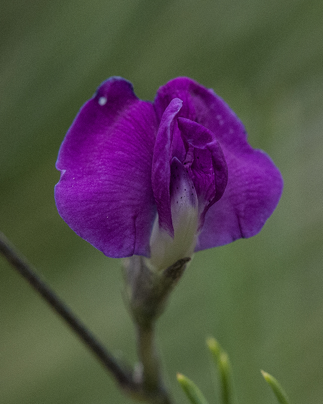 Narrow-leaf Cologania Flower