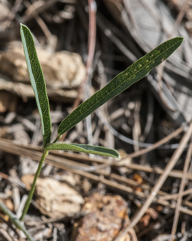 Narrow-leaf Cologania Leaves