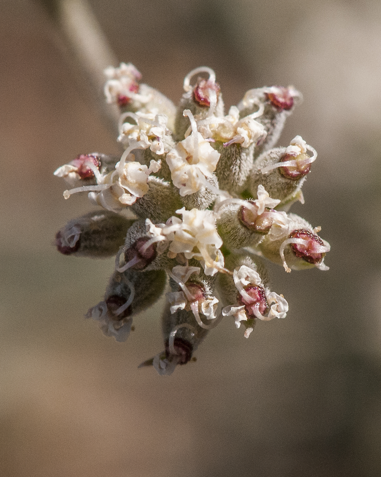 Nevada Biscuitroot Flower