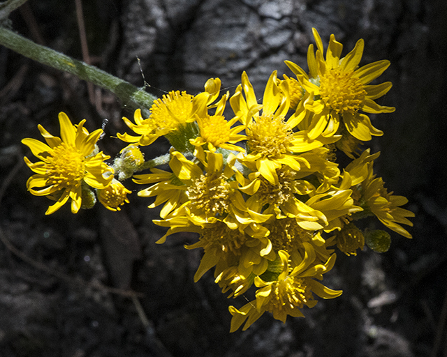 New Mexico Groundsel Flower