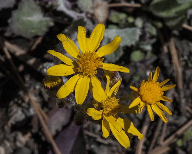 New Mexico Groundsel Flower