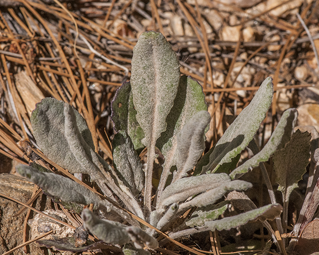 New Mexico Groundsel Leaves