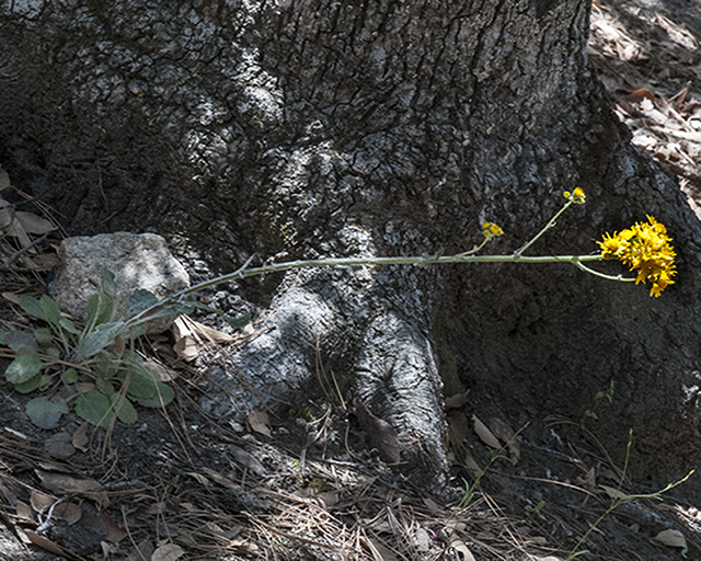 New Mexico Groundsel Plant