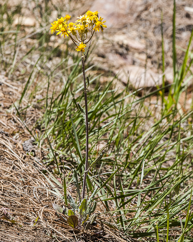 New Mexico Groundsel Plant