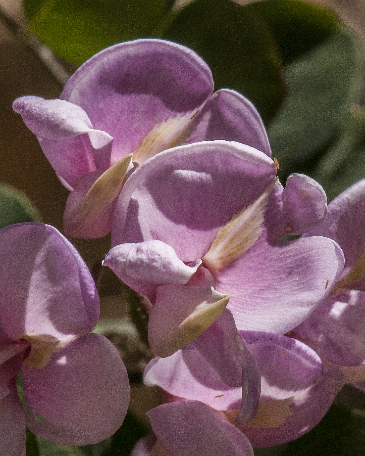 New Mexico Locust Flower