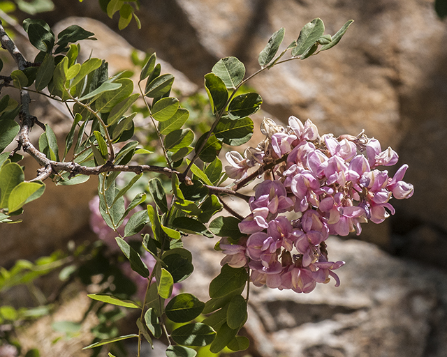 New Mexico Locust Leaves