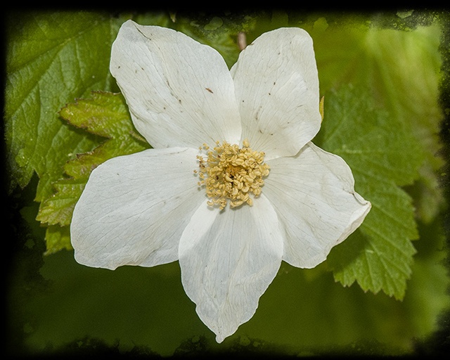 New Mexico Raspberry Flower