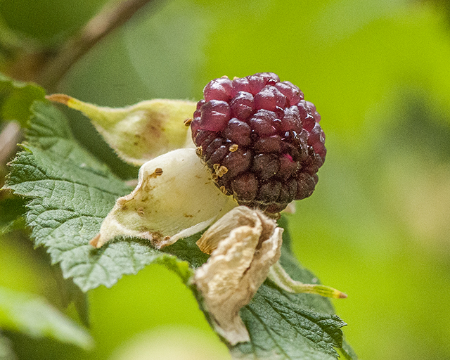 New Mexico Raspberry Fruit