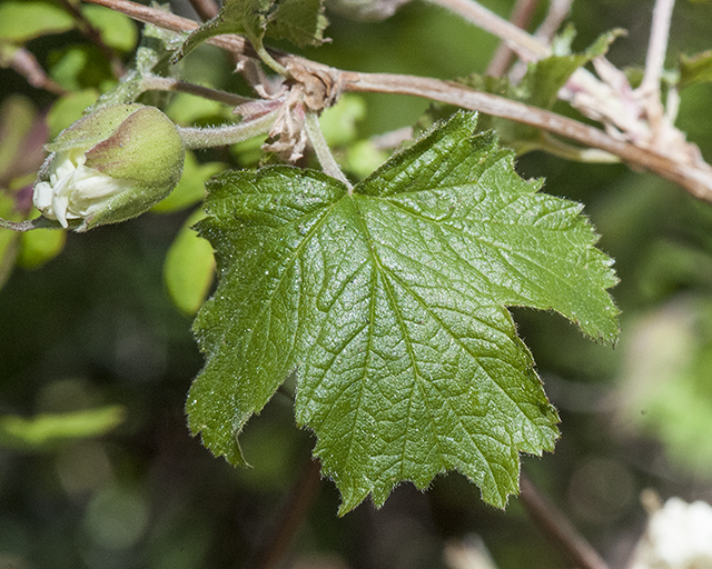 New Mexico Raspberry Leaves