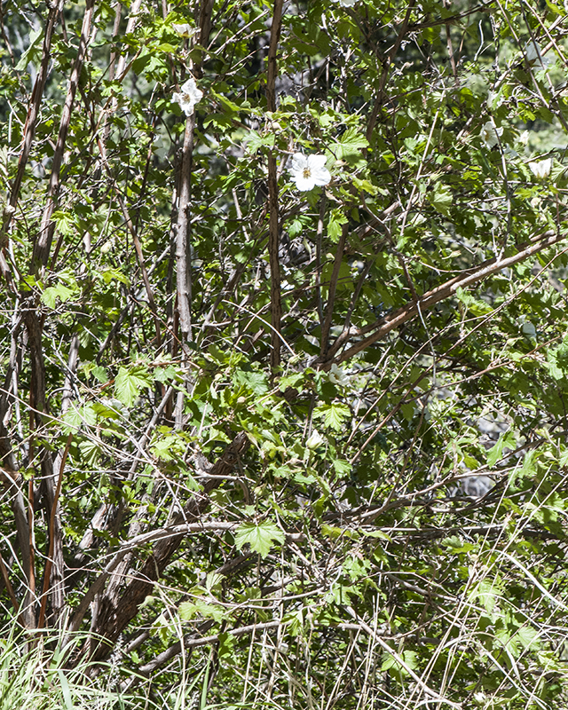 New Mexico Raspberry Plant