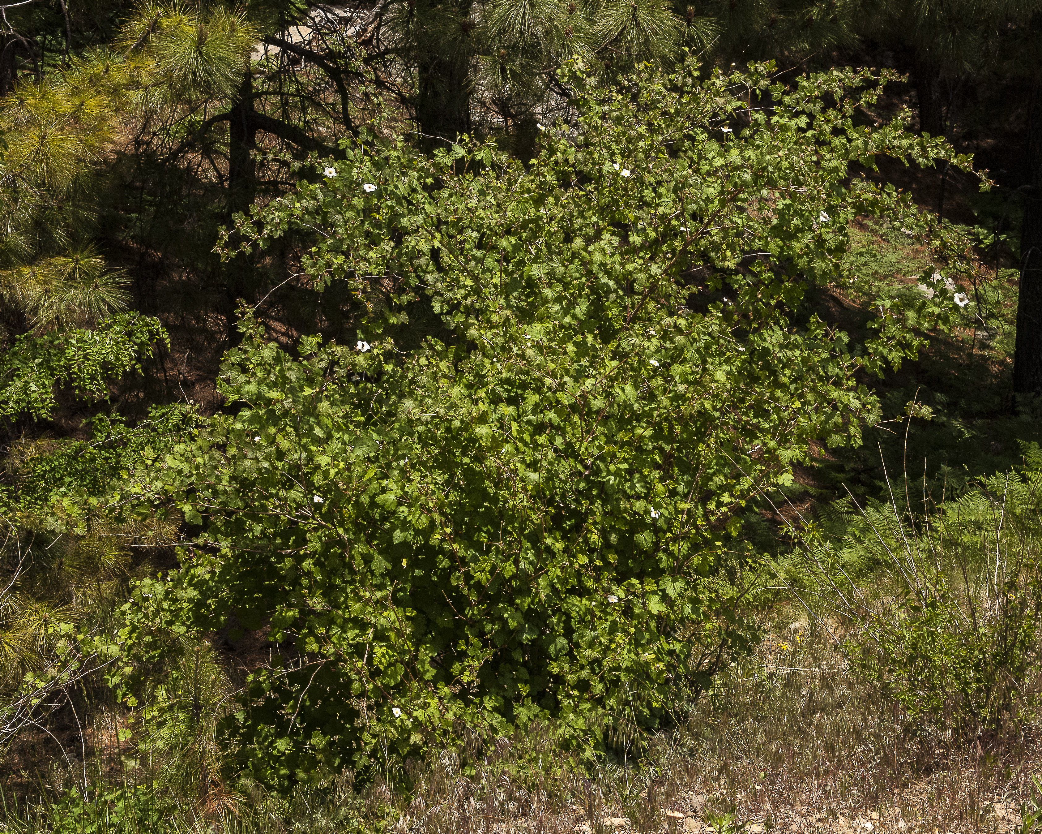 New Mexico Raspberry Plant