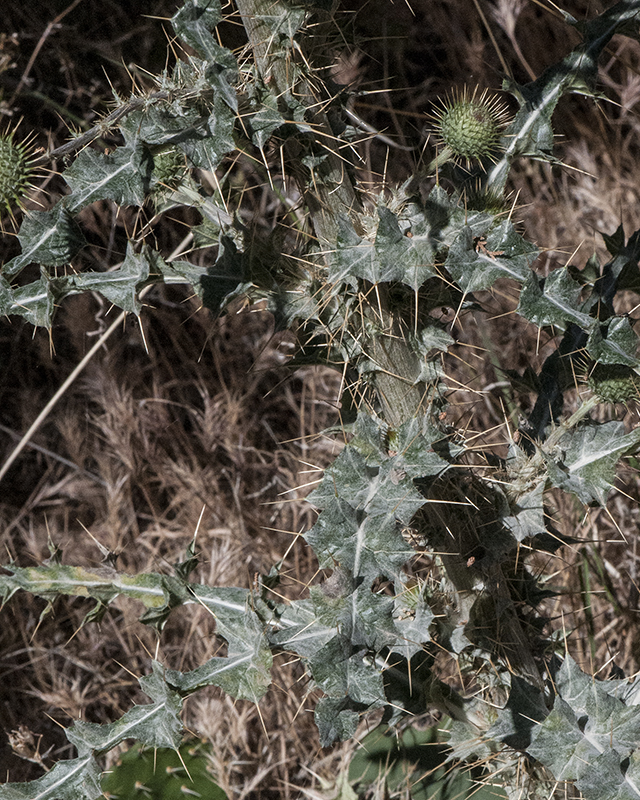 New Mexico Thistle Leaves