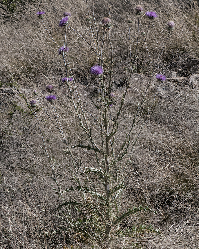 New Mexico Thistle Plant