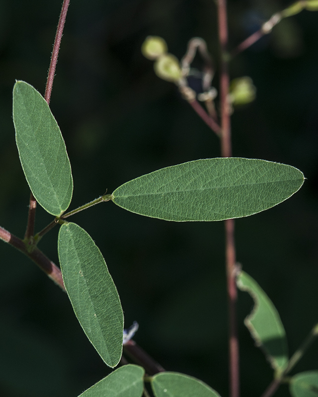 New Mexico Tick Clover Leaves