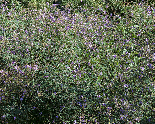 New Mexico Tick Clover Plant