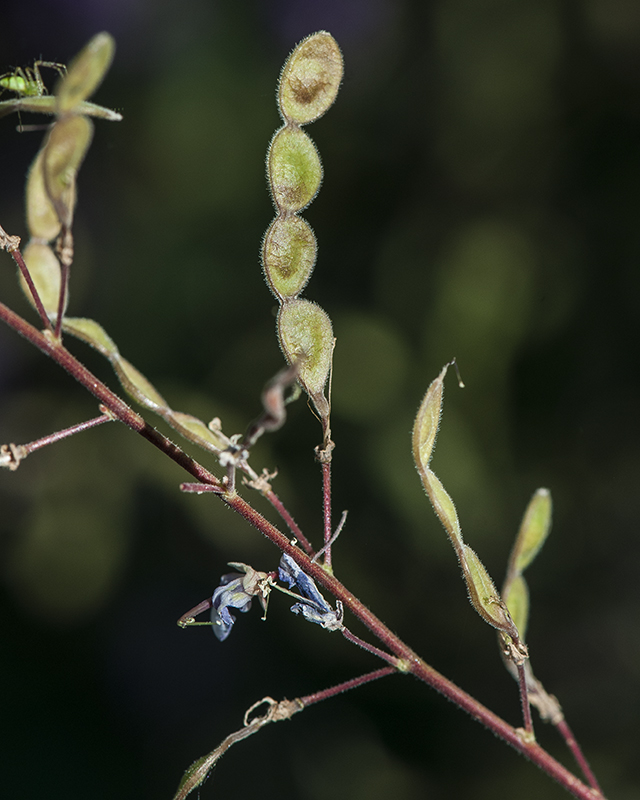 New Mexico Tick Clover Seeds