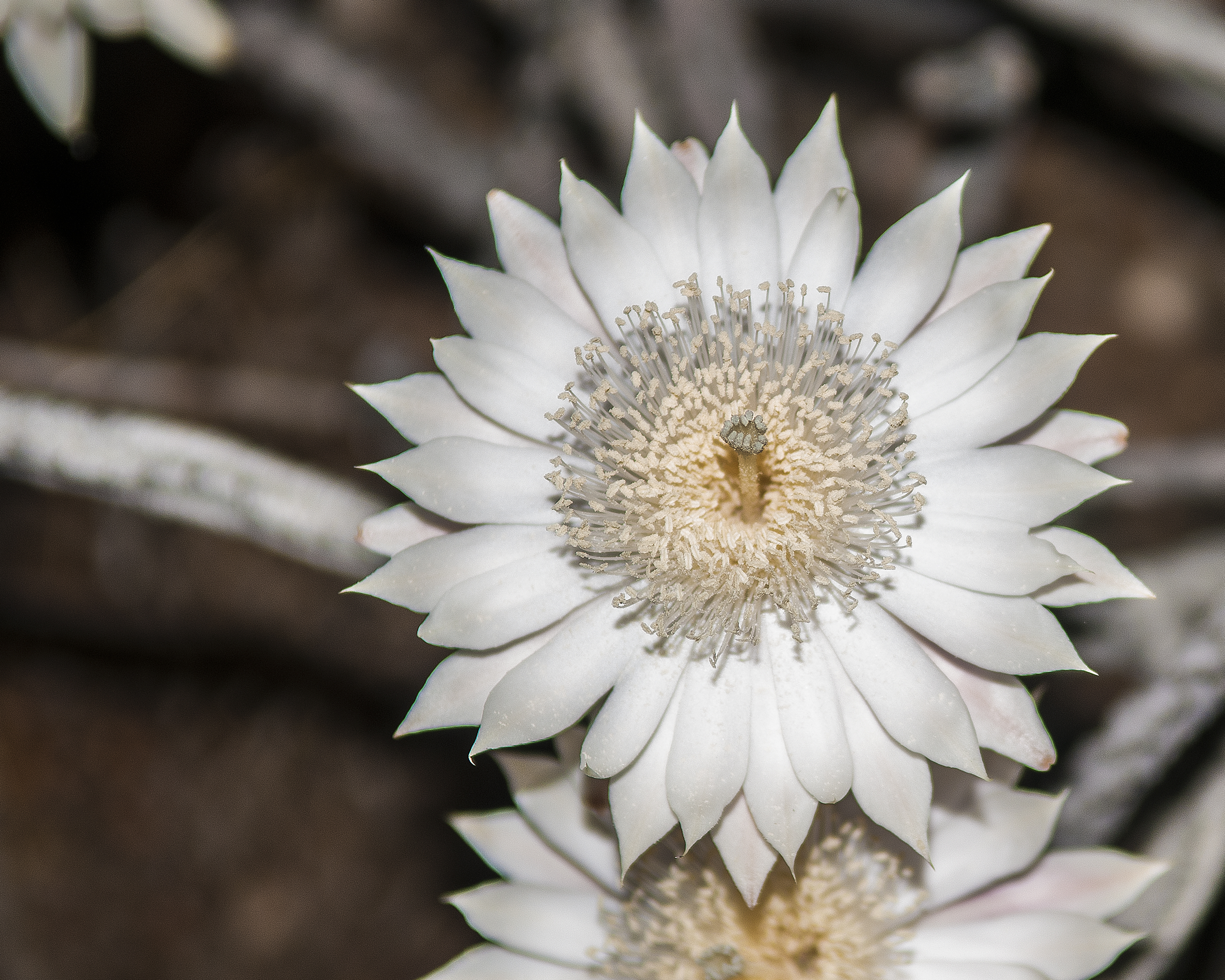 Night Blooming Cereus Flower