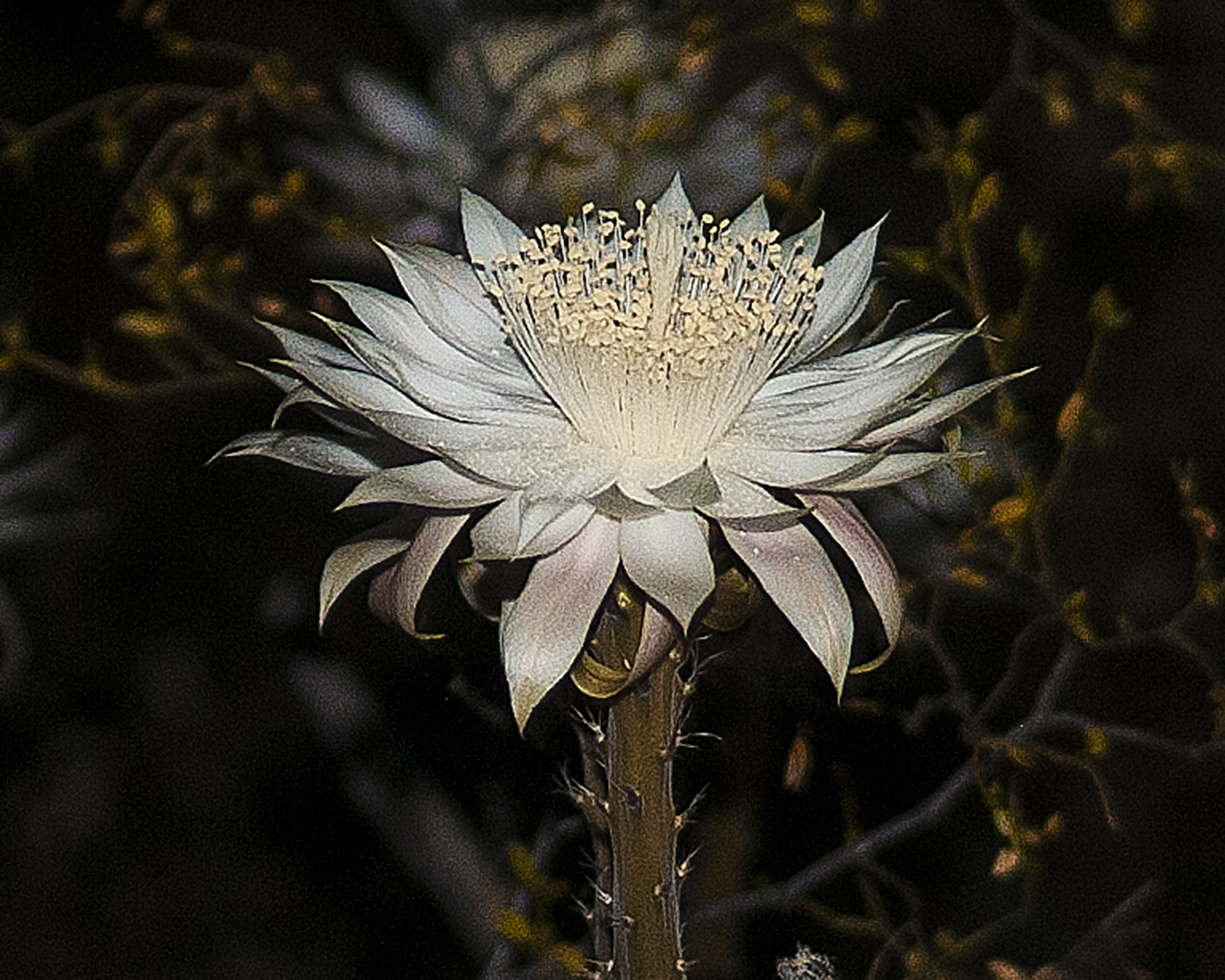 Night Blooming Cereus Flower