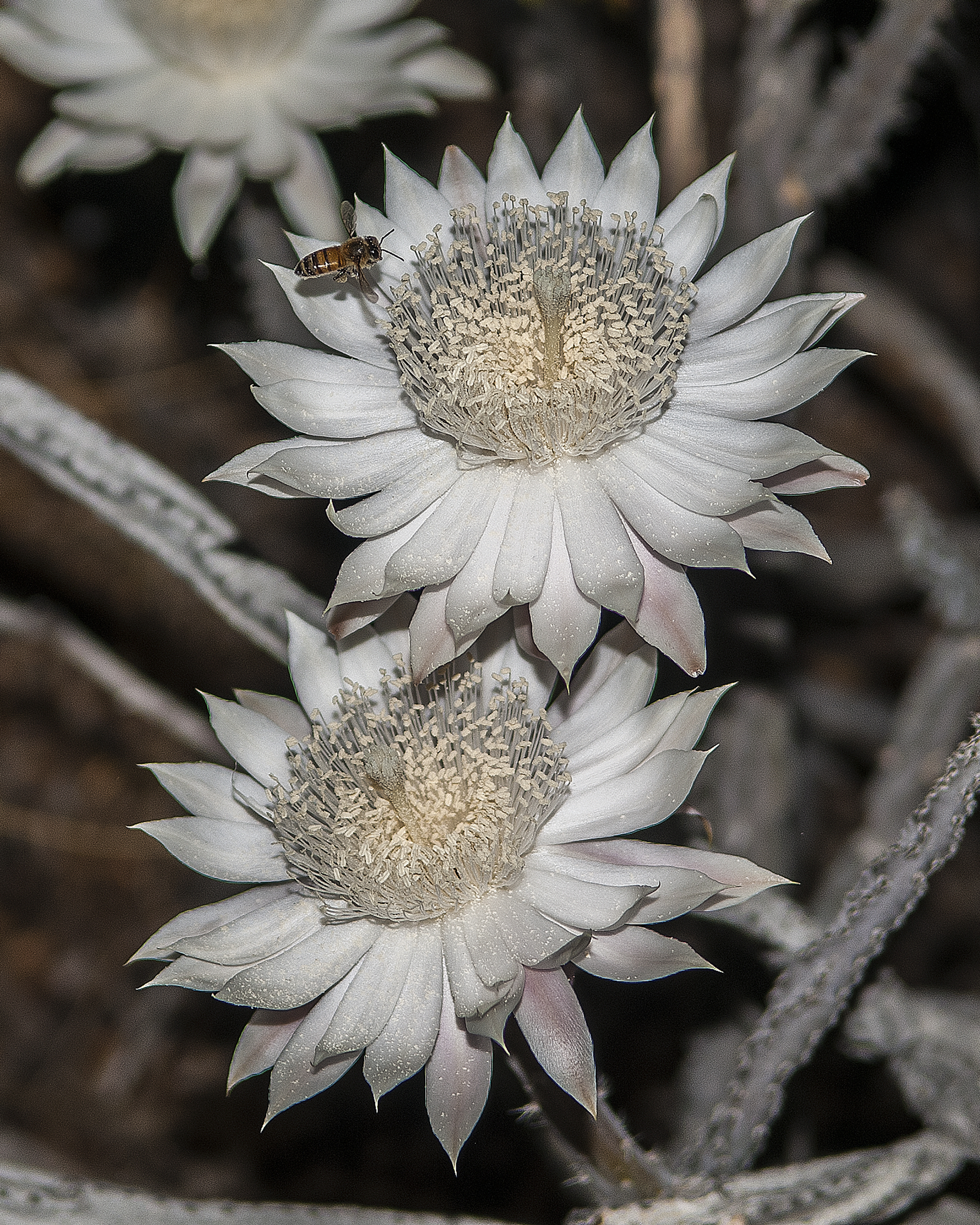 Night Blooming Cereus Flower with Bee