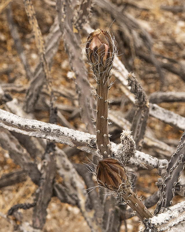 Night Blooming Cereus Flower