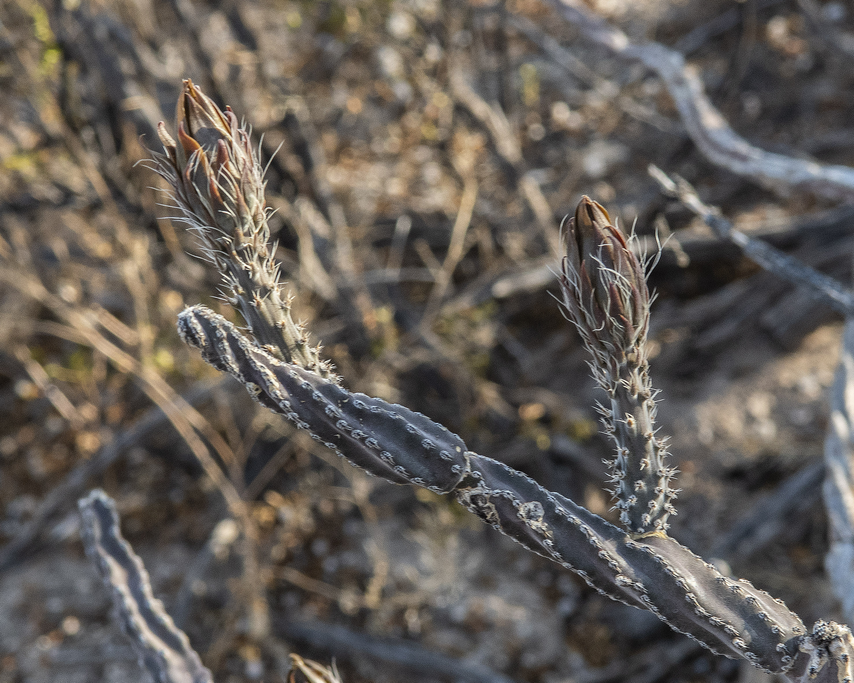 Night Blooming Cereus Flower