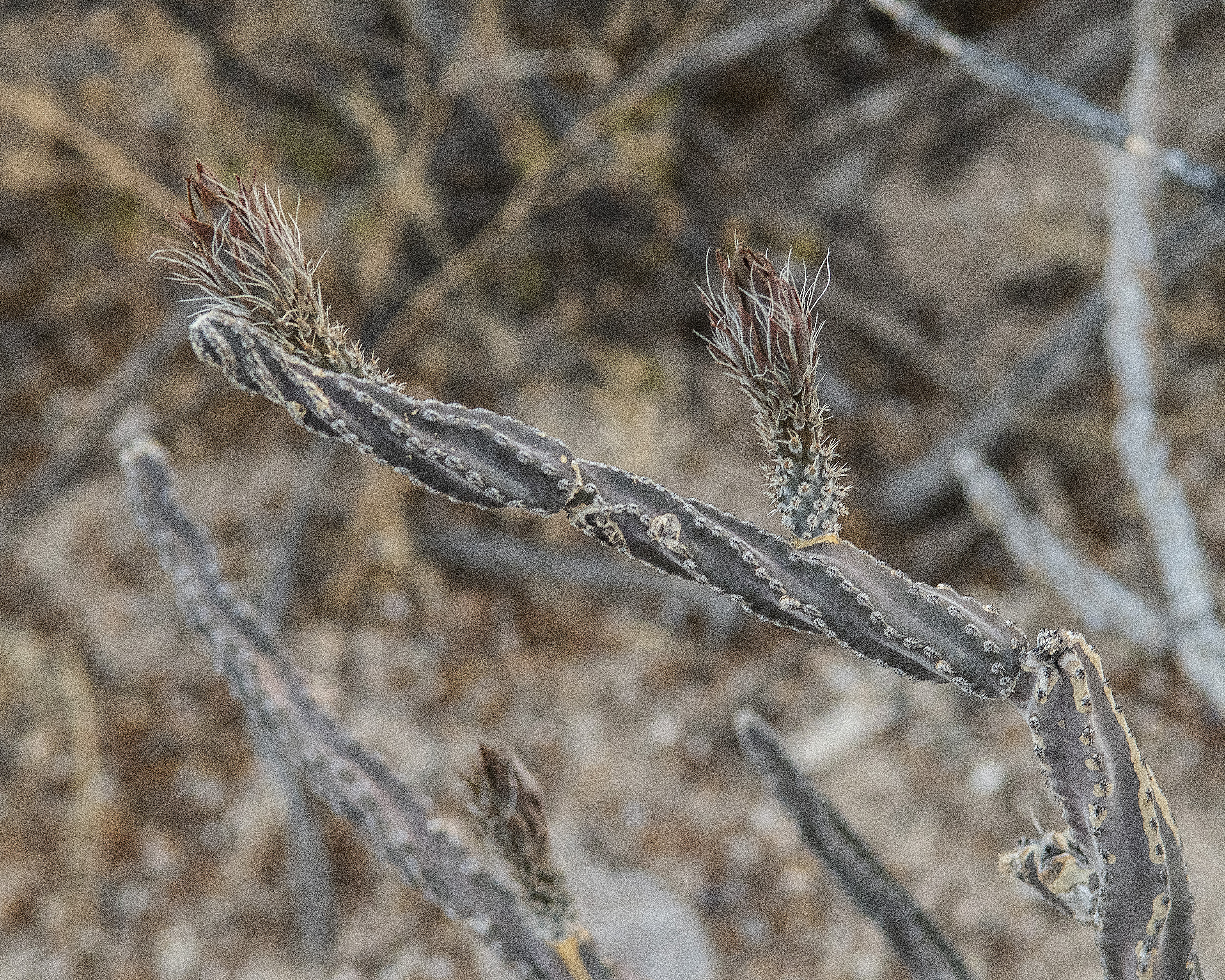 Night Blooming Cereus Flower