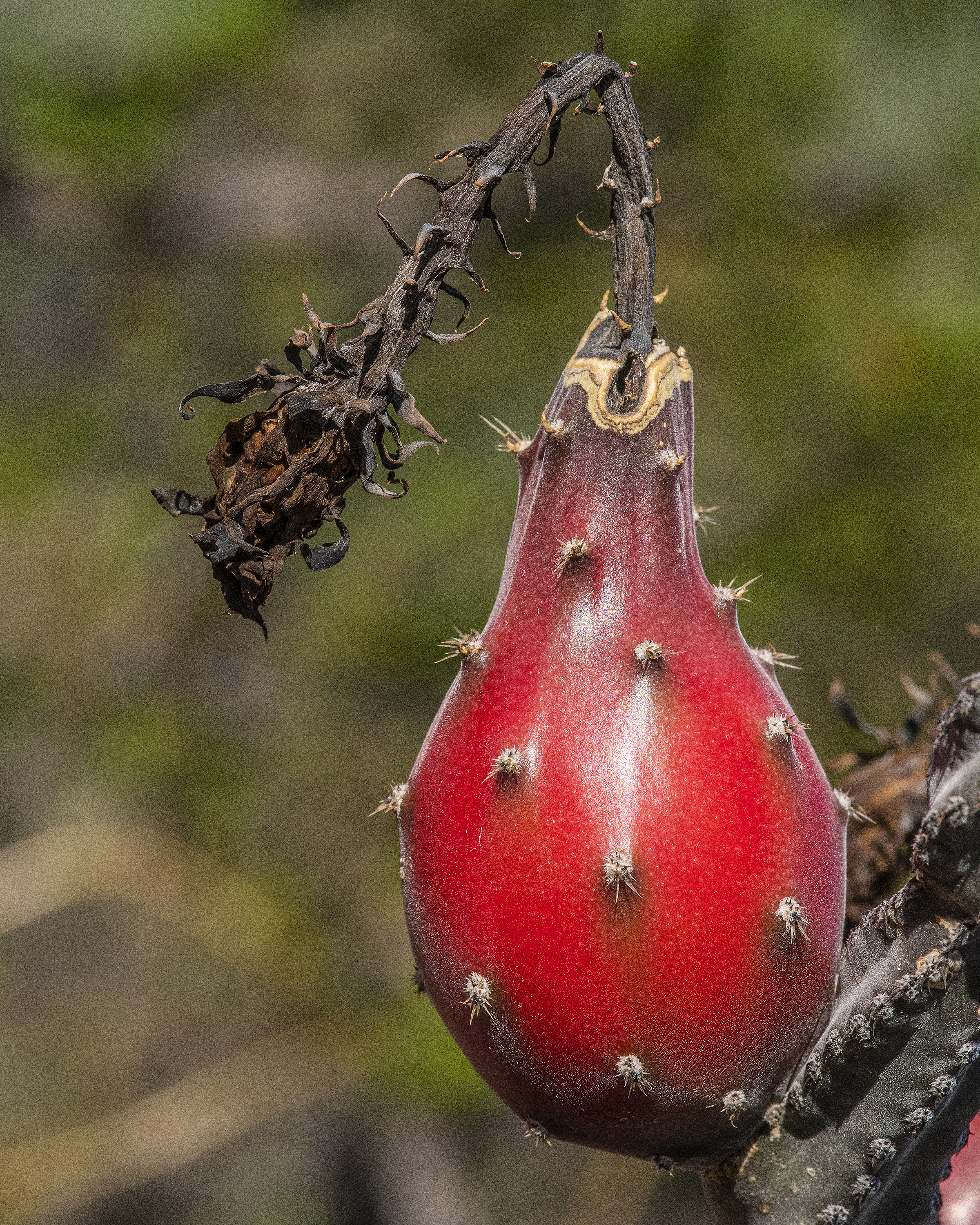 Night Blooming Cereus Fruit