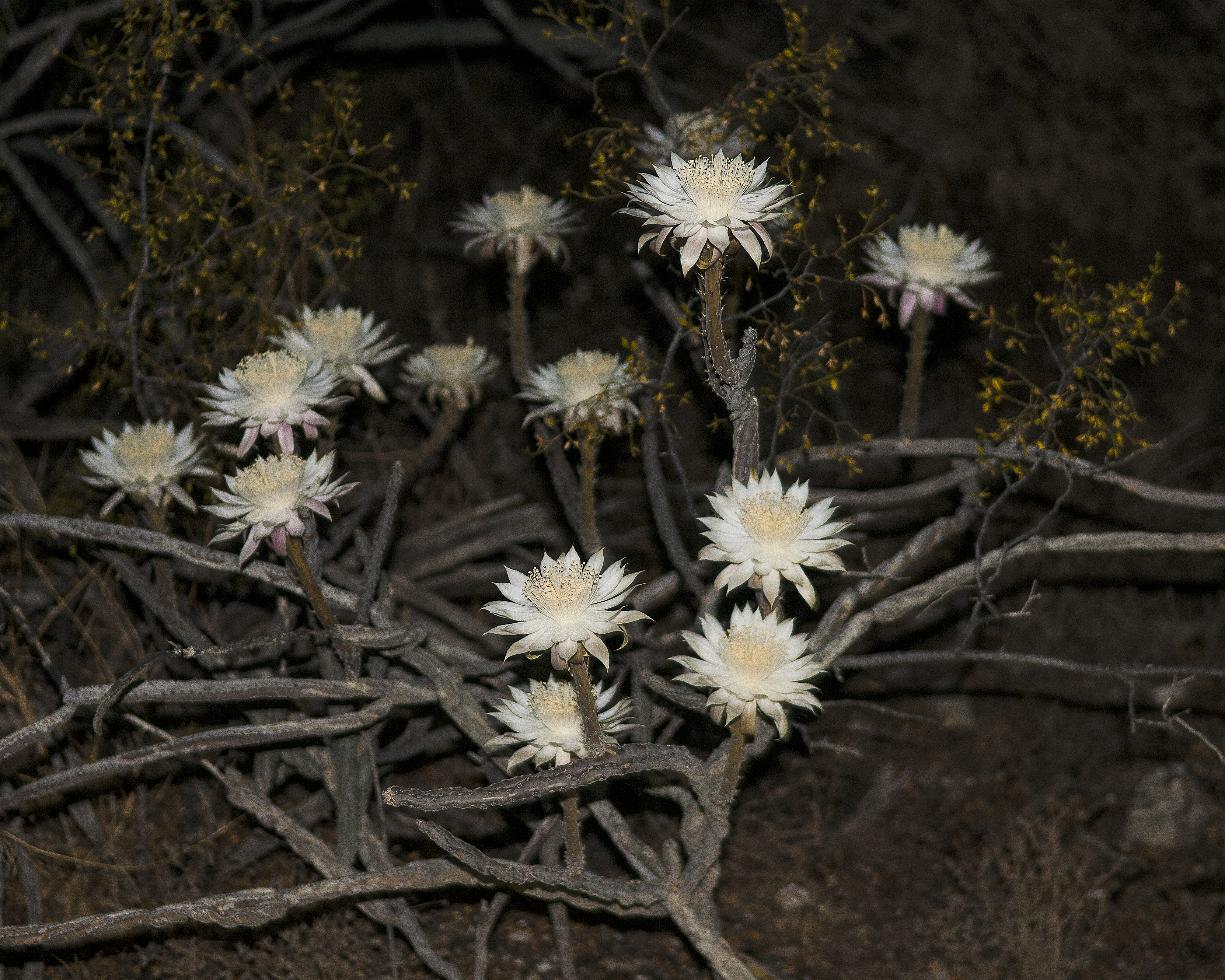 Night Blooming Cereus Plant
