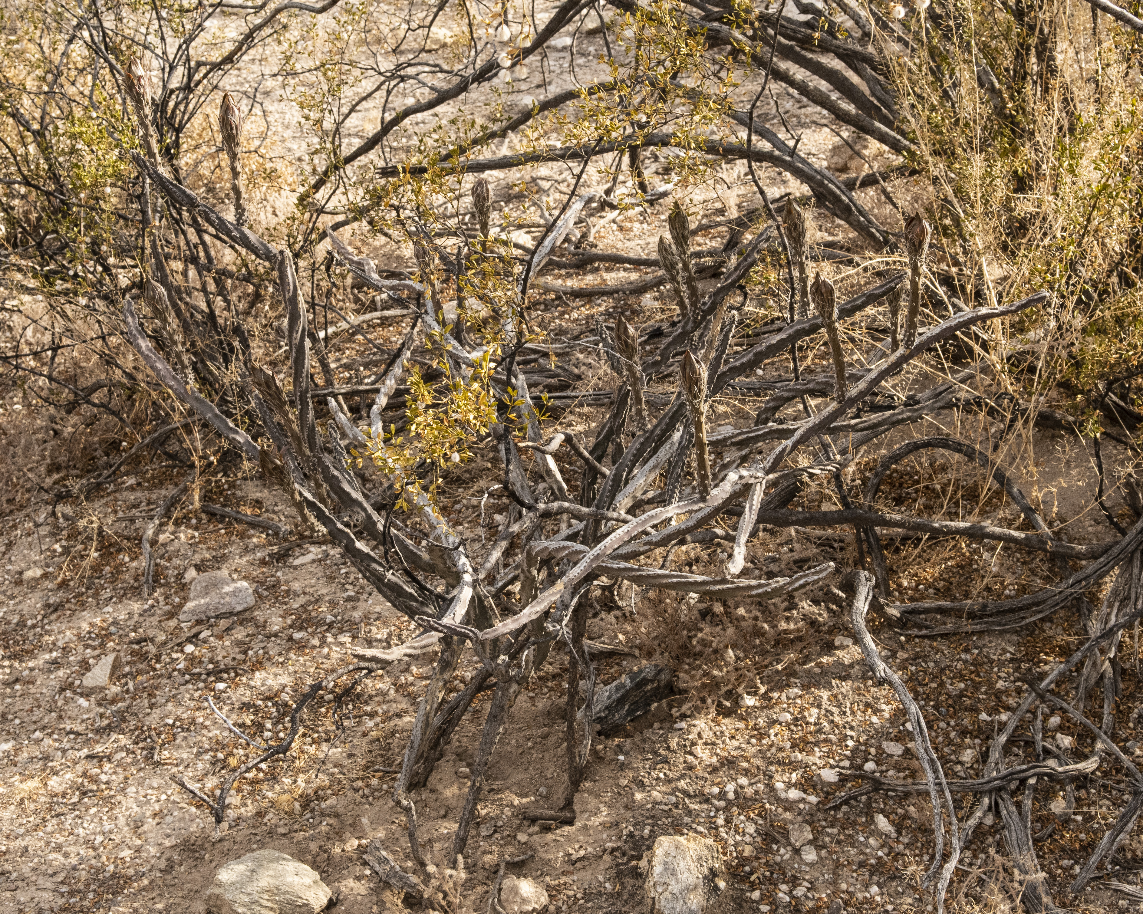 Night Blooming Cereus Plant