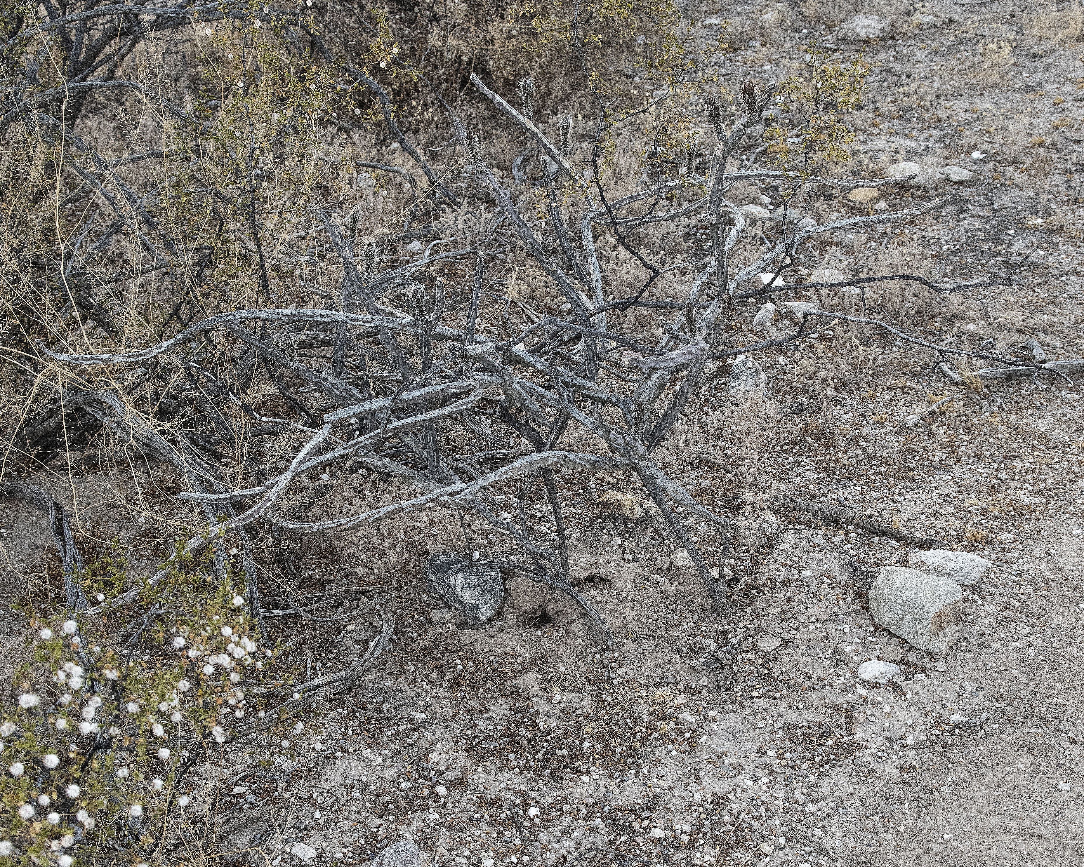 Night Blooming Cereus Plant
