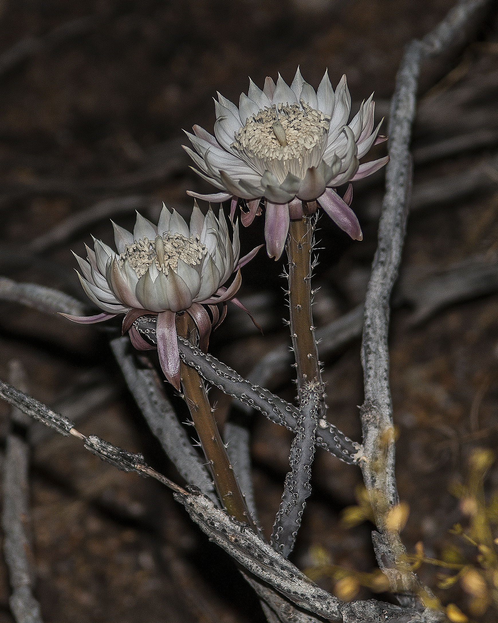 Night Blooming Cereus Stem