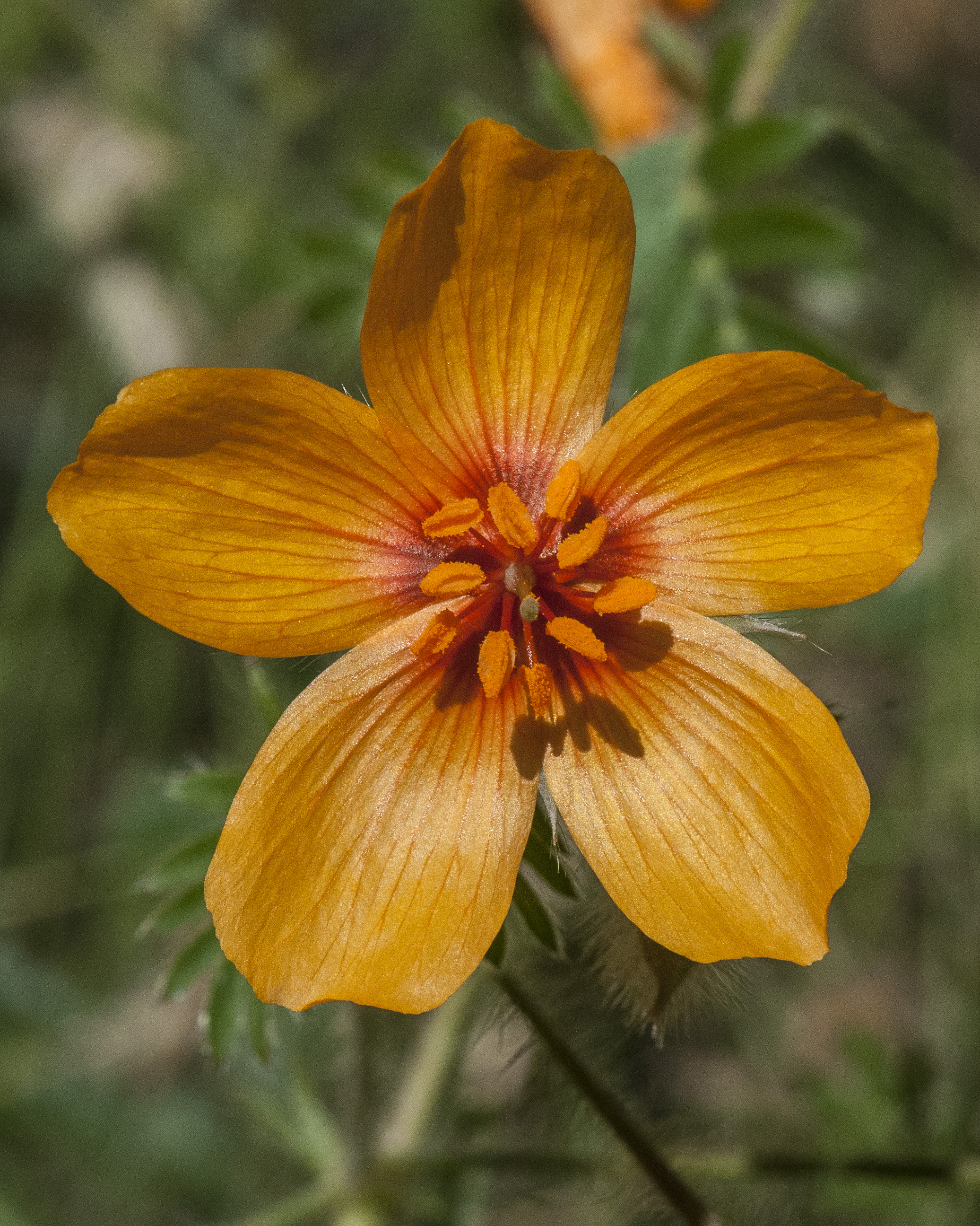 Orange Caltrop Flower