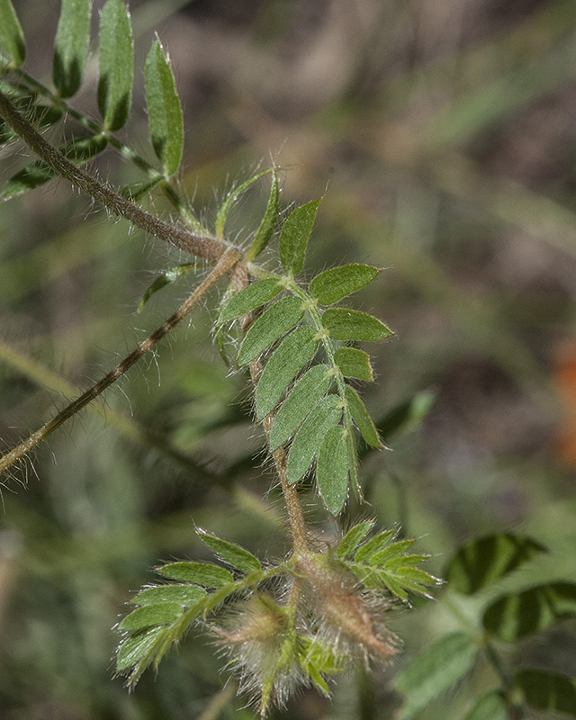 Orange Caltrop Leaves