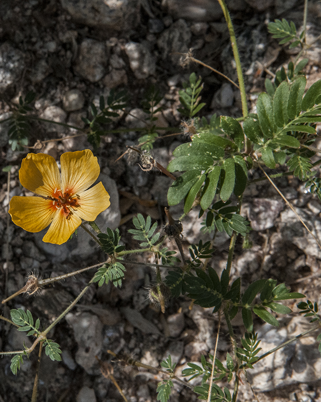 Orange Caltrop Leaves