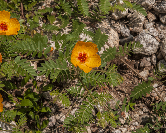 Orange Caltrop Leaves