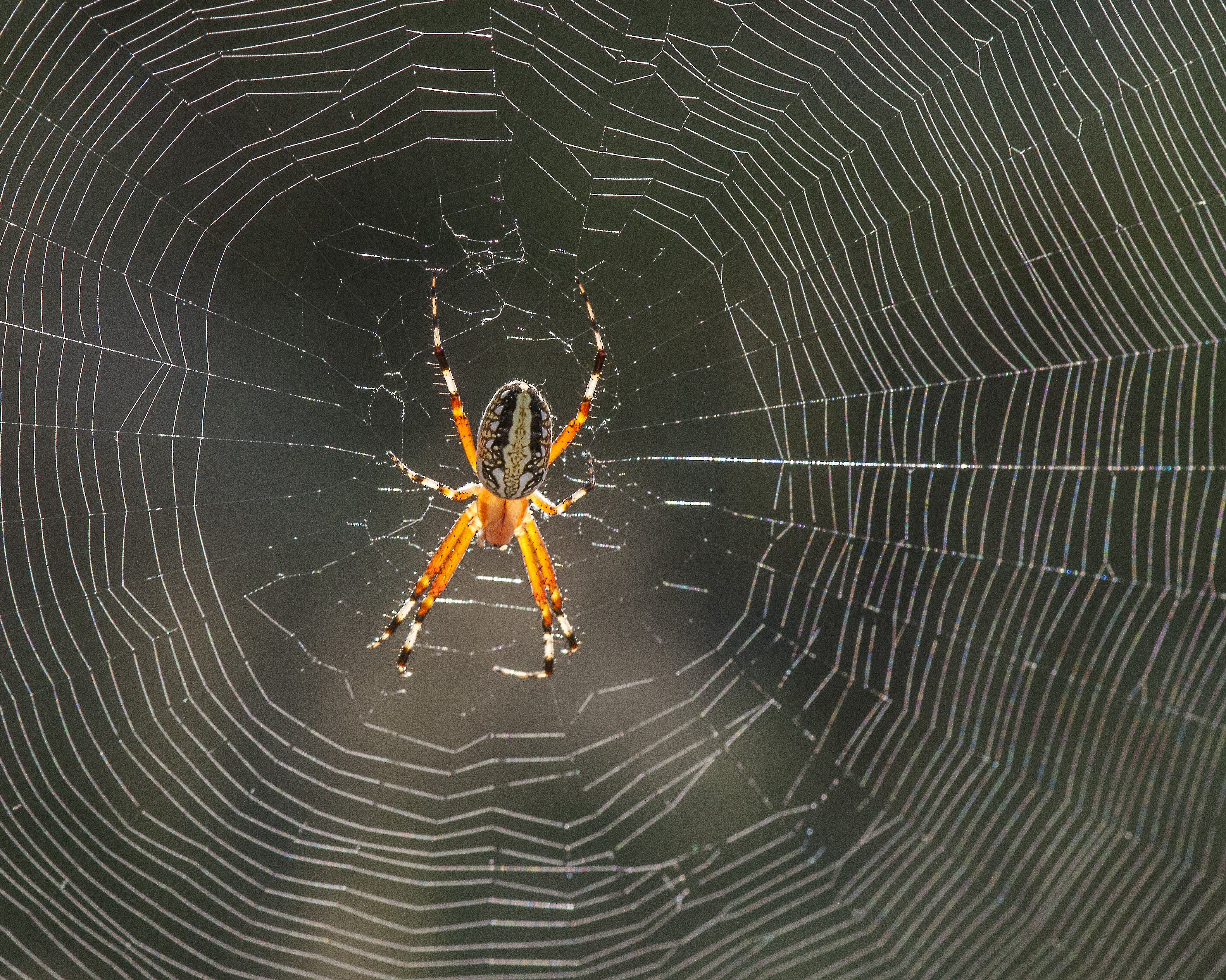 Orb-weaver Spider