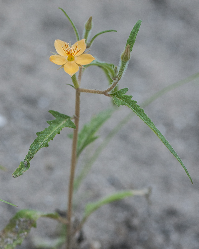 Organ Mountain Blazingstar Stem