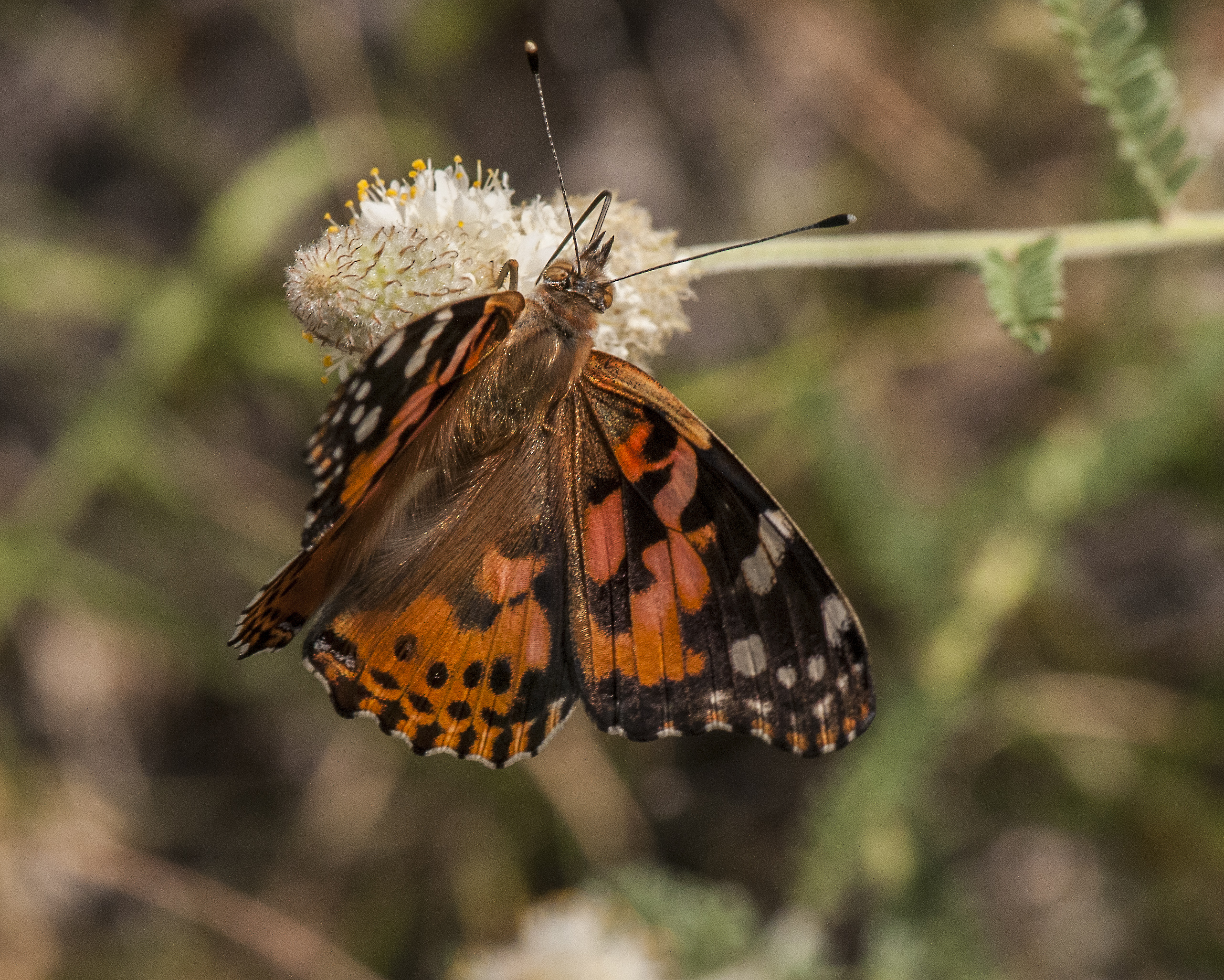 Painted Lady
