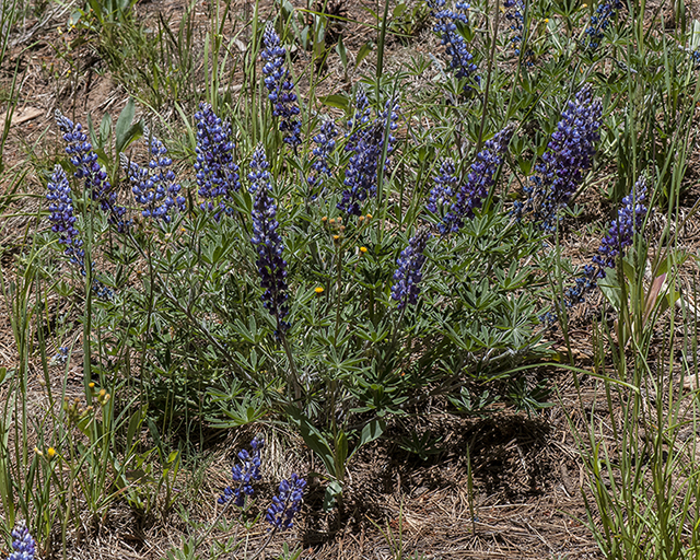 Palmer Lupine Plant