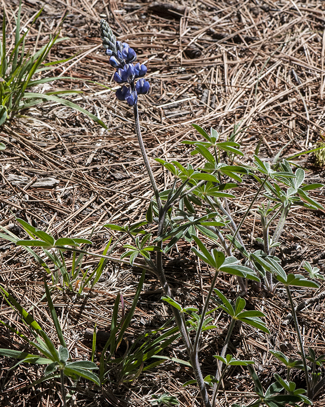 Palmer Lupine Plant